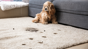 Why Every Pet Owner Should Use a Carpet Cleaning Service Regularly